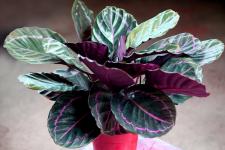 인테리어를 돋보이게 하는 보라색 잎 실내 식물 19가지