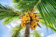 Kokosnussbaum vs. Palme: Wie unterscheiden sie sich?