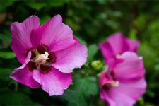 17 rosa blühende Sträucher mit eleganter Blüte