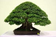 20 ruhige Arten von Bonsai-Bäumen für einen Zen-Garten im Jahr 2023