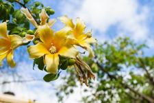 정원에 햇빛을 퍼뜨릴 노란 꽃이 있는 21그루의 나무