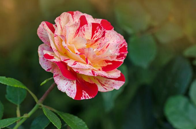 Floribunda-Rose