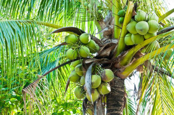 Cocos nucífera