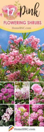 Rosa blomstrende busker