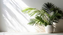 Pflege von Palmen in Innenräumen – Wie man sie pflanzt, wachsen lässt und ihnen zum Gedeihen verhilft