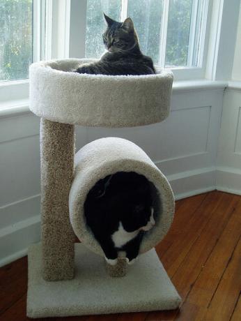 mobili per gatti gemelli