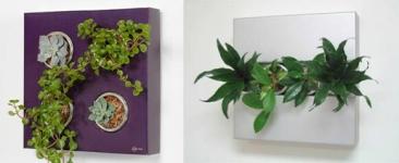 Pokojové rostliny, které čistí vzduch v obytných prostorech