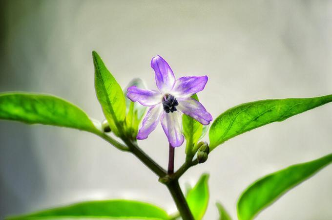 Saphir-Blume