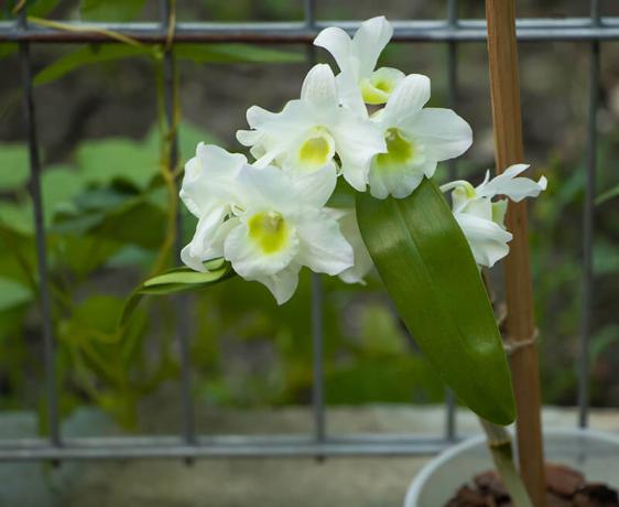 Dendrobium-Orchidee