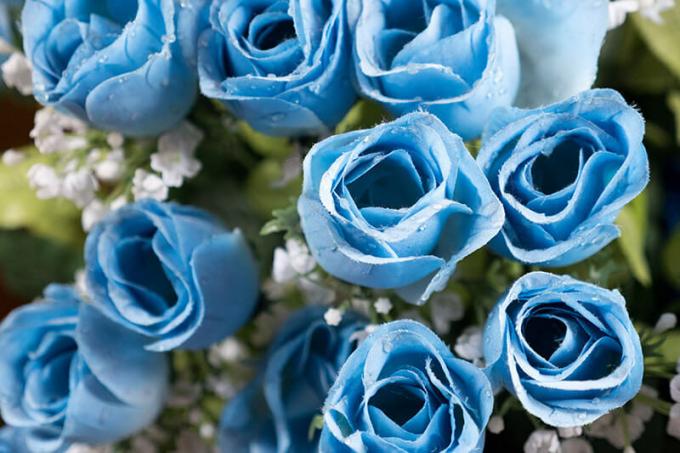 Blauwe roos