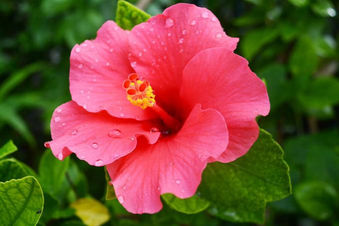 Hibisco rosa-sinensis