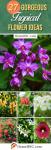 27 tropische Blumen zum Pflanzen für exotisches Flair in Ihrem Garten für 2022