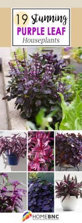 紫の葉の観葉植物