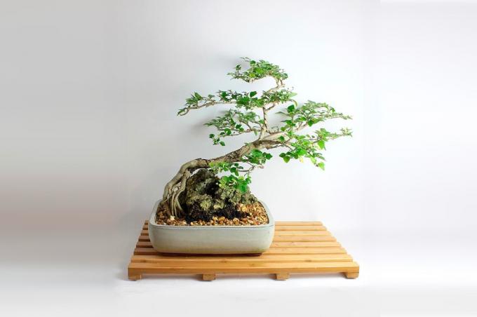 Papegøyer Nebb bonsai -tre