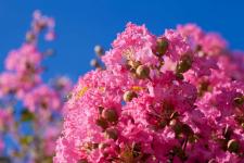 20 árvores com flores cor de rosa para adicionar ao seu jardim em 2023