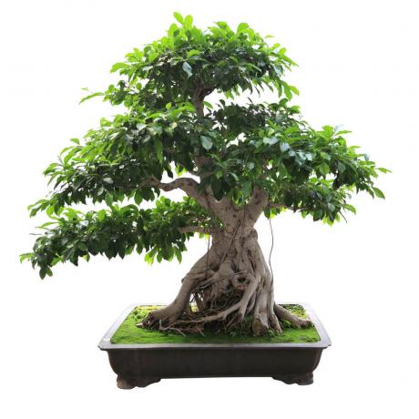 Ficus bengalski
