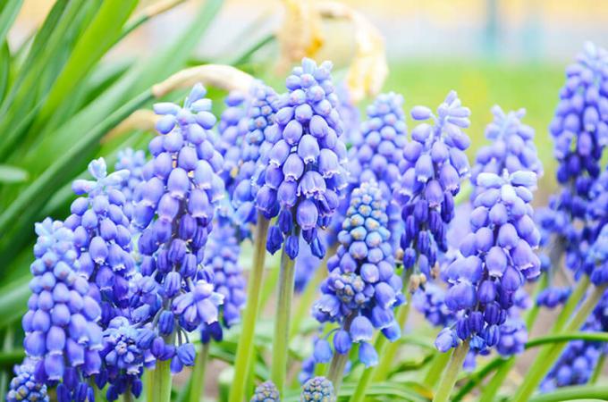 Blauwe druif hyacint